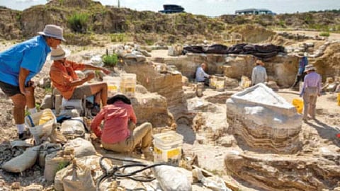 फ्लोरिडात सापडले 60 लाख वर्षांपूर्वीच्या हत्तींचे अनेक अवशेष