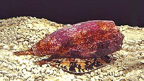 विषारी गोगलगाय 