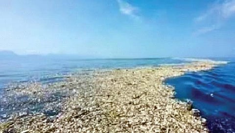 प्लास्टिक प्रदूषणामुळे दहा वर्षांत मासे संपणार?