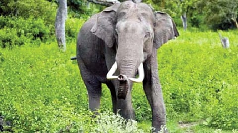 छत्तीसगढमध्ये हत्तींबाबत इशारा देणारे नवे अ‍ॅप