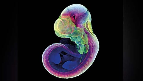 वैज्ञानिकांनी बनवले सिंथेटिक मानवी भ्रूण