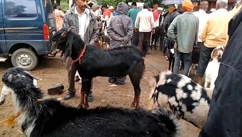 बोकड खरेदी  