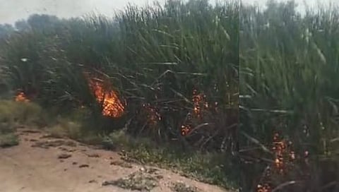 नाशिक : ऊसाच्या शेताला आग, दोनवाडेत अडीच एकर ऊस खाक