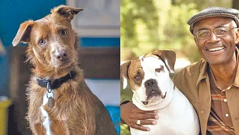 दोन श्वानांना सांभाळण्याचा पगार 2 कोटी!