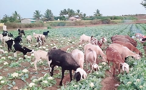 पारगाव : बाजारभाव घसरल्याने फ्लॉवरच्या शेतात सोडली जनावरे