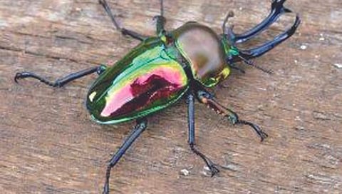 कार-बंगल्यापेक्षा महागडा कीटक!