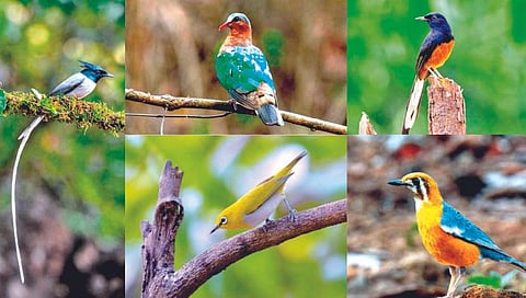 World Environment Day : पाचाडमध्ये साकारलीय पक्ष्यांची ‘नार्वेकरवाडी’