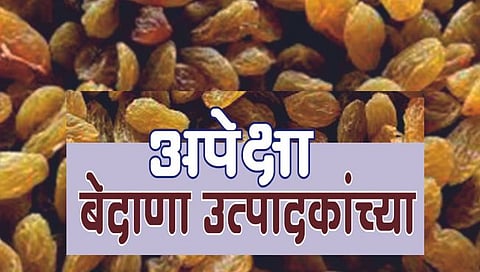 सोलापूर : बेदाणा उत्पादकांच्या प्रश्नांपासून द्राक्ष बागायतदार संघ लांब