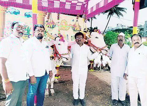 नगर : संदीप बोदगेंच्या बैलजोडीची निवड ; शेख महंमद महाराजांच्या पालखीचा रथ ओढण्याचा मान