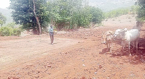 निरा-देवघर भागात भाताची धूळपेरणी