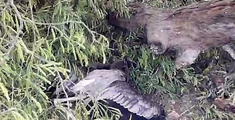 इंदापूर नगरपालिकेचा निष्काळजीपणा भोवला ! चिंचेचे झाड पाडताना चित्रबलाकांचे सारंगागार झाले नष्ट