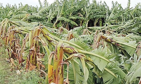 सोनई : नुकसानग्रस्त शेतकर्‍यांना आर्थिक मदत करा : आ शंकरराव गडाख