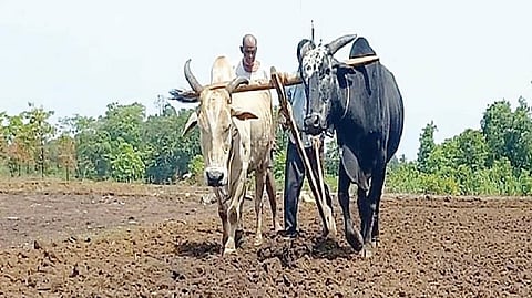 Double Sowing Crisis