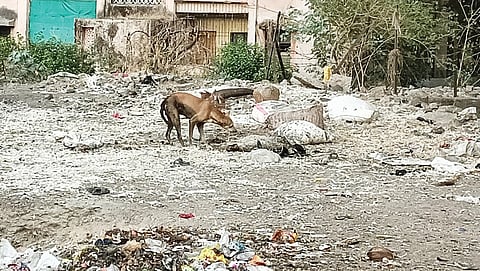 अहमदनगर : कचरा कागदावर, अ‍ॅनिमल वेस्ट रस्त्यावर