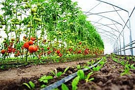 फळे, फुले, मसाला लागवडीसाठी अनुदान, संचालक डॉ. के. पी. मोते यांचे शेतकर्‍यांना अर्ज करण्याचे आवाहन