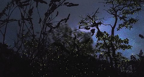 लोणावळा : राजमाचीच्या जंगलात लुकलुकणार्‍या काजव्यांची चांदण्यांशी स्पर्धा