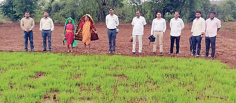 वेल्हे, हवेलीत भात रोपांना जीवदान; अपुर्‍या पावसाने चिंता व्यक्त