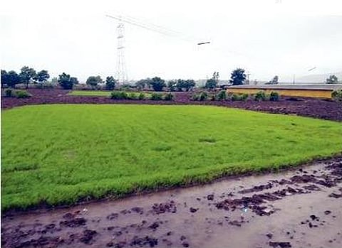 तळेगाव: पावसाने भात पिकांना जीवदान