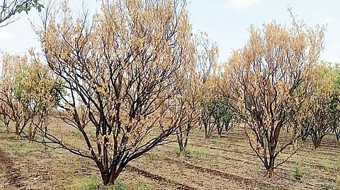 वाळकी : पावसाच्या दांडीने बळीराजा हतबल