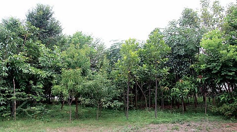 पिंपरी शहरातील हरित अच्छादन वाढवण्यासाठी ‘डेन्सफॉरेस्ट‘