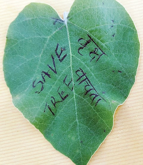 पिंपरीत आढळला दहीपळस वृक्ष; पानांवर उमटतात कधीही लुप्त न होणारी अक्षरे