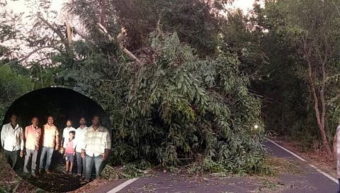 दानोळी जयसिंगपूर रस्त्यावर झाड पडल्याने वाहतूक काेंडी; तरुणांनी पुढाकार घेत रस्ता केला मोकळा