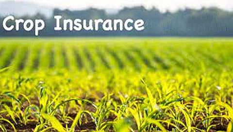 एक रुपयात पीक विमा; अर्ज भरण्यासाठी शंभर-दोनशे रुपये!