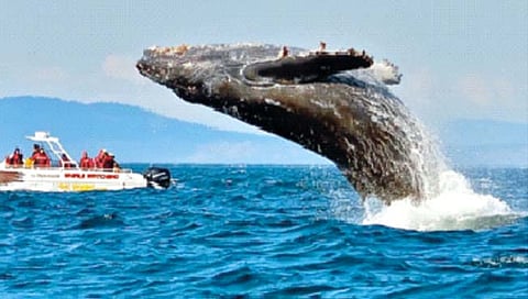 मालवाहतूक जहाजांमुळे ब्ल्यू व्हेल मासा धोक्यात