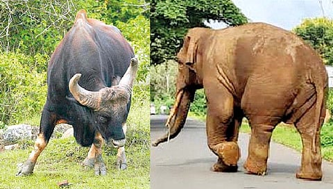 कोल्हापूर : वन्यप्राण्यांच्या त्रासाने जिल्ह्यातील हजारो हेक्टर शेतजमीन पडीक