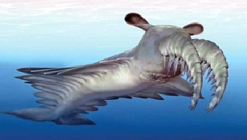 50 कोटी वर्षांपूर्वीची मांजराएवढी कोळंबी!