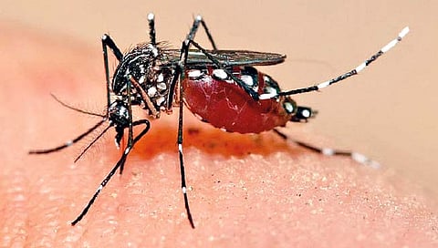 कडेगाव तालुक्यात डेंग्यूचा धसका
