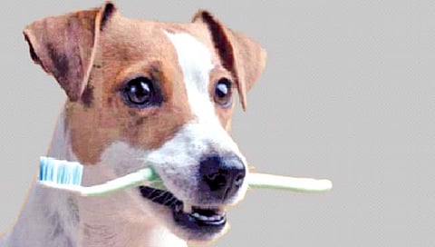 प्राण्यांचे दात का नाही किडत?