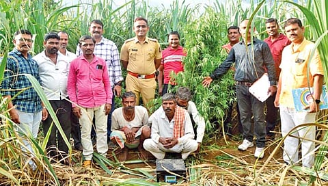 संख येथे गांजा शेतीवर छापा