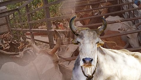 सांगली : जनावरांना कत्तलखान्याकडे घेऊन जाणारा टेम्पो पोलिसांनी रोखला