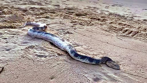 किनार्‍यावर आला महाकाय सागरी साप