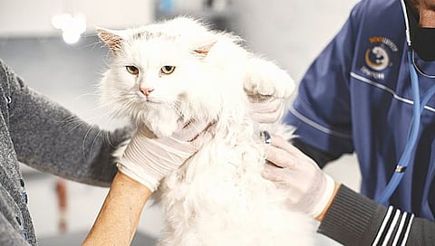 ‘या’ देशात मांजरींना ‘बर्ड फ्लू’ आजाराची लागण; WHO कडून धोक्याची घंटा | Bird flu outbreaks in cats