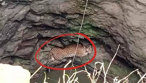 Nashik Leopard : विहिरीत बिबट्या असल्याचे कळताच उडाली धावपळ, अन् मग् काय…