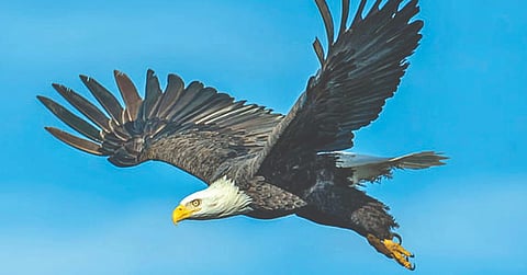 गरूडाची दृष्टी असते ‘इतकी’ तीक्ष्ण