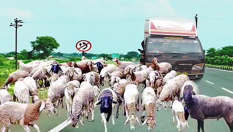 नागपूर : भंडारा महामार्गावर ४२ मेंढ्यांचा चिरडून मृत्यू; अज्ञात वाहनाच्या धडकेत मोठा अपघात | Sheep Crushed To Death