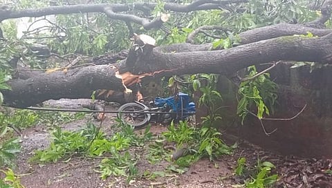 सिंधुदुर्ग : देवगडमधील साटमवाडी येथे आंब्याचे झाड पडून चार घरांसह वाहनाचे नुकसान