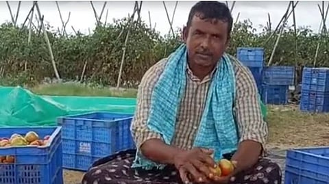 ‘टोमॅटो’ने शेतकर्‍याला केले मालामाल, ४५ दिवसांत तब्‍बल ३ कोटींची कमाई!