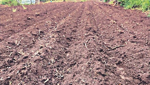 सातारा : मोकळी राने… कोरडी मने… उदास शेतकरी!