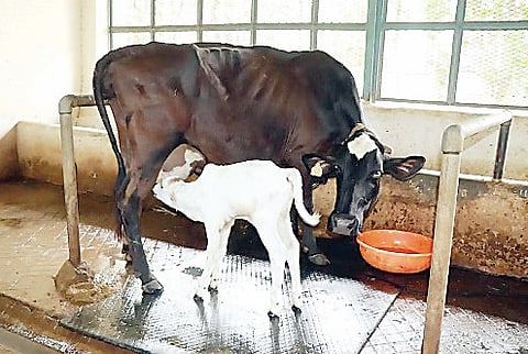 संकरीत गाईच्या माध्यमातून थारपारकर जातीच्या कालवडीचा जन्म