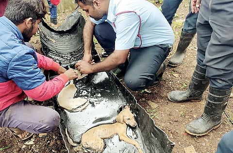 डांबरात चिकटली कुत्री; अग्निशमन जवानांनी केली प्रयत्नाची शर्थ