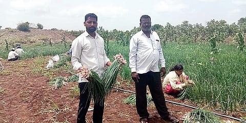 कांद्यापेक्षा कांदापात बरी! दिवेत कांदापातीला पसंती