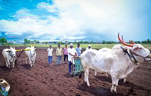 पुरंदरला खरिपाचा पेरा घटला; पेरणीयोग्य पाऊस नसल्याचा परिणाम