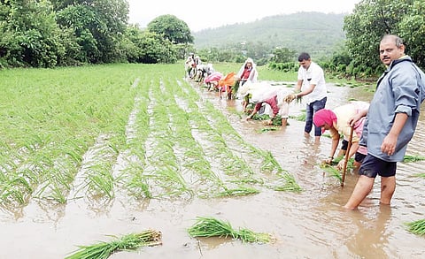 पवन मावळात दोन हजार हेक्टरवर भात लागवड