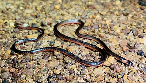 कॅस्ट्रोज कोरल साप  