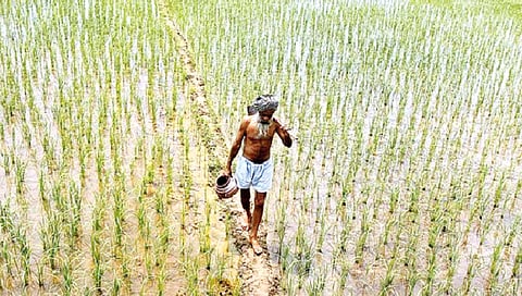 पंजाबमधील कृषी संकट