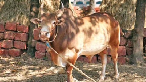 ‘या’ गावात प्राण्यांनाही असते साप्ताहिक सुट्टी!